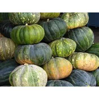 Common Fresh Pumpkin