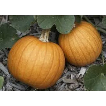 Organic Fresh Pumpkin