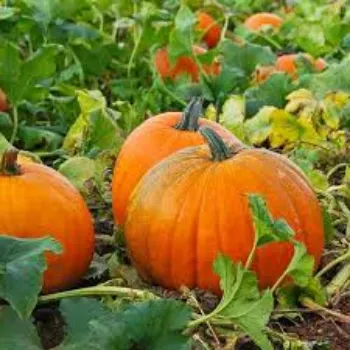 Fresh Pumpkin