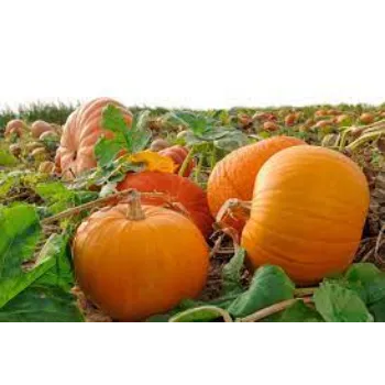Natural Fresh Pumpkin