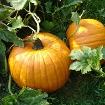 Organic Fresh Pumpkin                                                                                                                                                                                                                                          