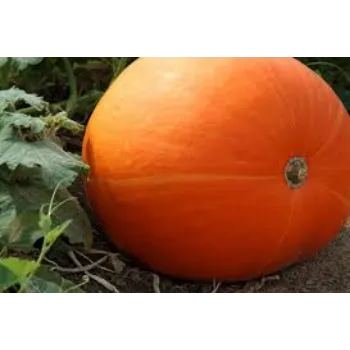 Natural Fresh Pumpkin