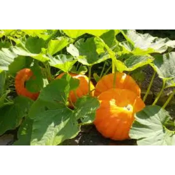 Natural Fresh Pumpkin