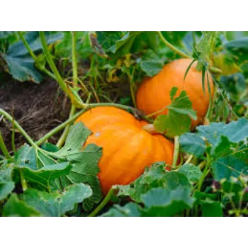 Common Fresh Pumpkin