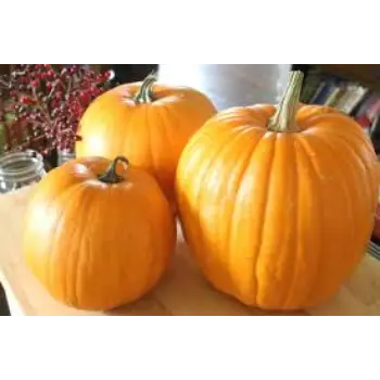 Common Fresh Pumpkin