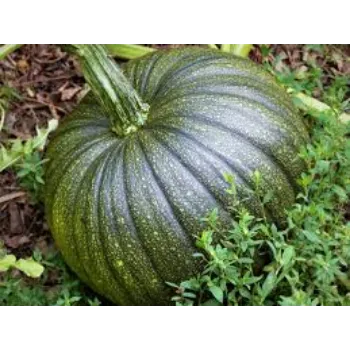 Natural Fresh Pumpkin