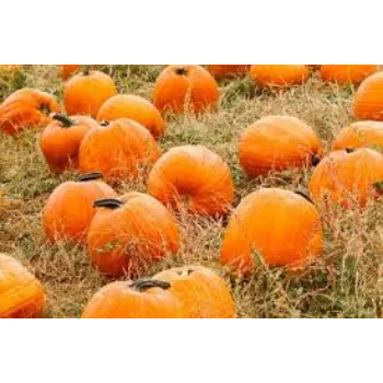 Natural Fresh Pumpkin
