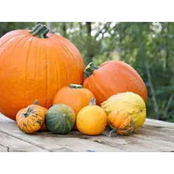 Common Fresh Pumpkin