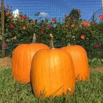 Natural Fresh Pumpkin
