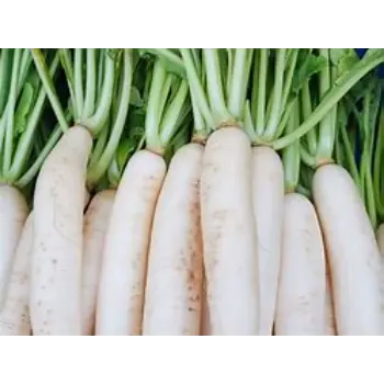 Radish