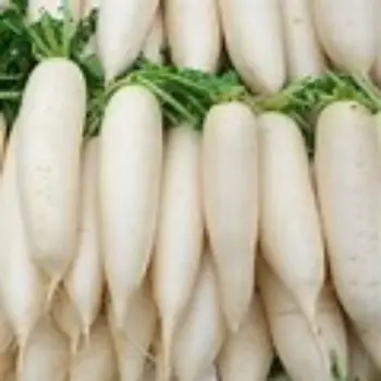 Radish