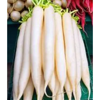 Radish