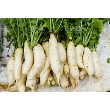 Radish