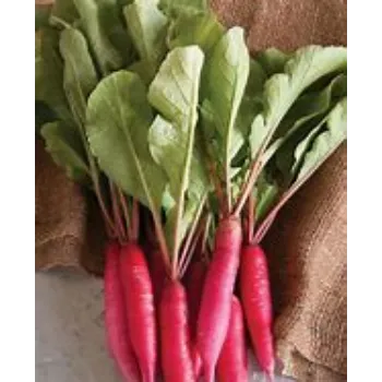 red Radish