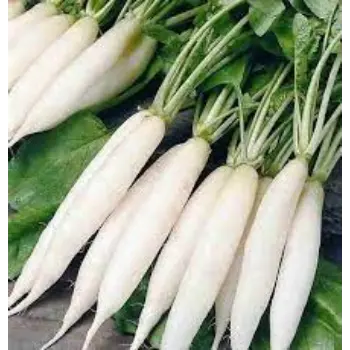 Natural Fresh Radish