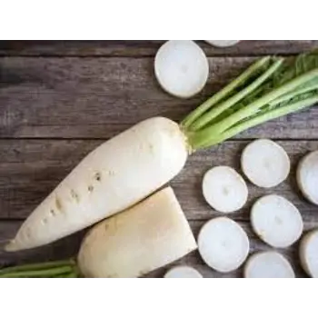 Common Radish
