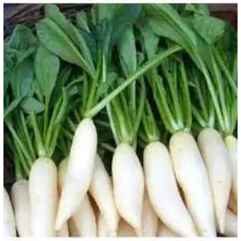 Common Radish