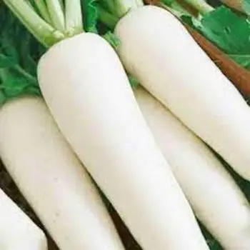 Common Fresh Radish