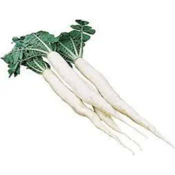Common Radish