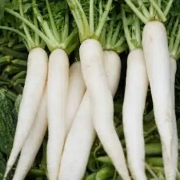 Common Fresh Radish