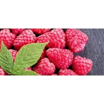 Raspberry Ketone