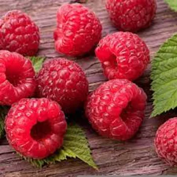 Raspberry Ketone
