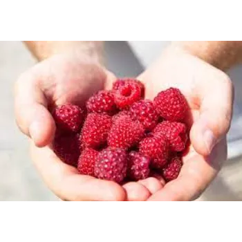 Raspberry Ketone