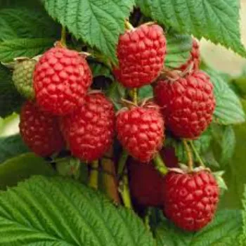 Raspberry Ketone