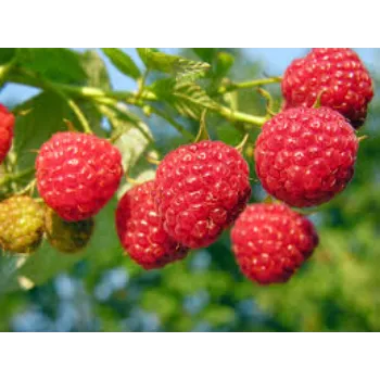 Raspberry Ketone