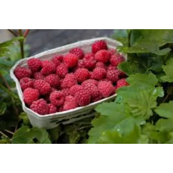 Raspberry Ketone