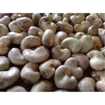 Natural Raw Cashew Nuts