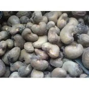 Common Raw Cashew Nuts