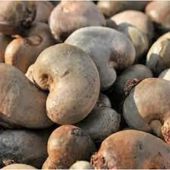 Natural Raw Cashew Nuts