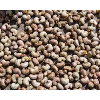 Common Raw Cashew Nuts