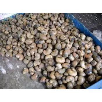 Common Raw Cashew Nuts