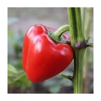 Organic Red Capsicum
