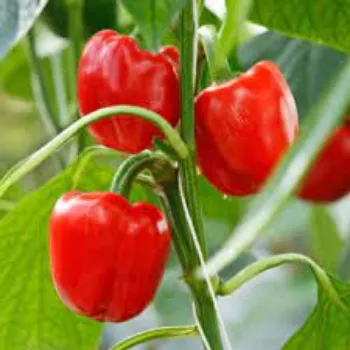 Natural Red Capsicum