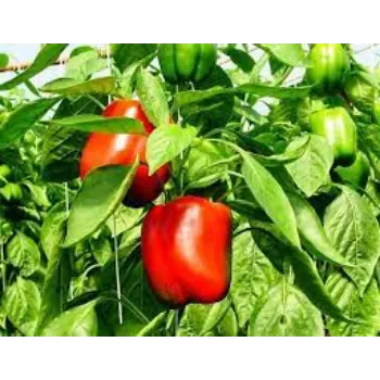Common Red Capsicum