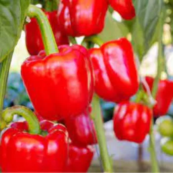 Natural Red Capsicum