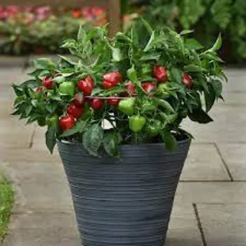 Natural Red Capsicum