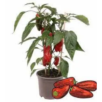 Organic Red Capsicum