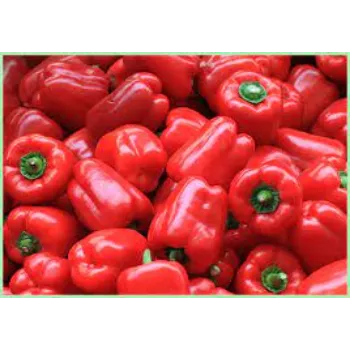 Common Red Capsicum