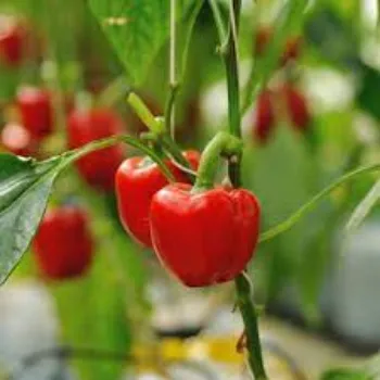 Common Red Capsicum