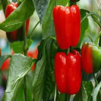Natural Red Capsicum