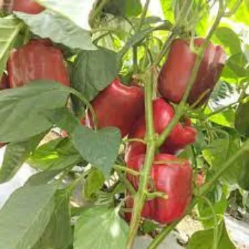 Fresh Red Capsicum