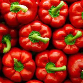 Common Red Capsicum