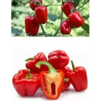 Natural Red Capsicum