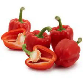 Common Red Capsicum