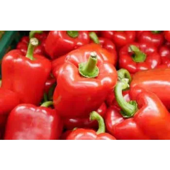 Organic Red Capsicum