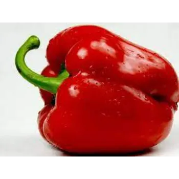 Fresh Red Capsicum